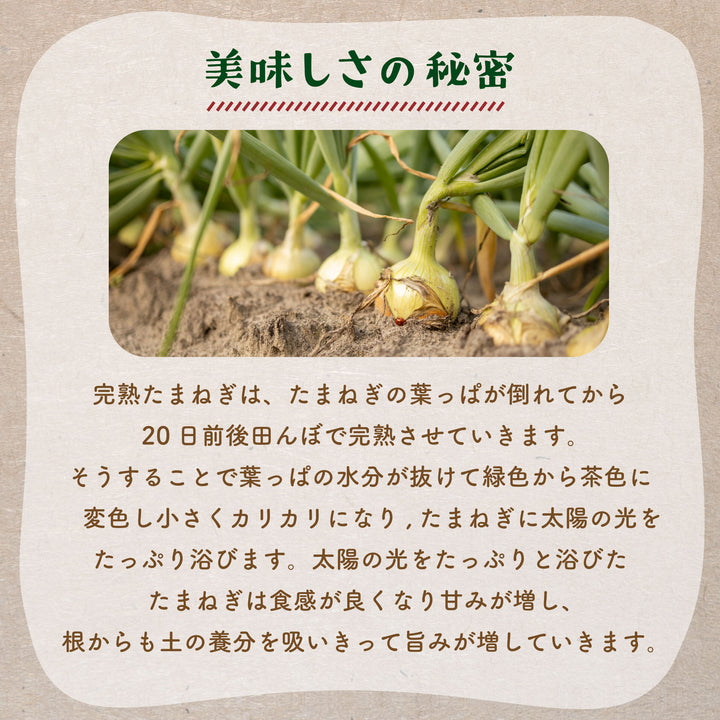 兵庫県淡路島産 成井さんちの完熟たまねぎ 約3kg