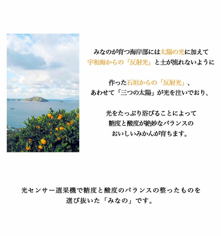 【お歳暮企画】愛媛県産 みなのみかん 約4.6kg