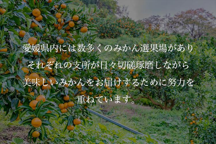 【お歳暮企画】愛媛県産 みなのみかん 約4.6kg