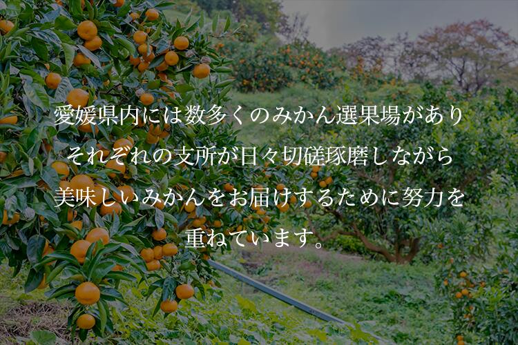 【お歳暮企画】愛媛県産 みなのみかん 約2.8kg