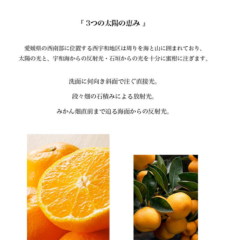 【お歳暮企画】愛媛県産 みなのみかん 約4.6kg