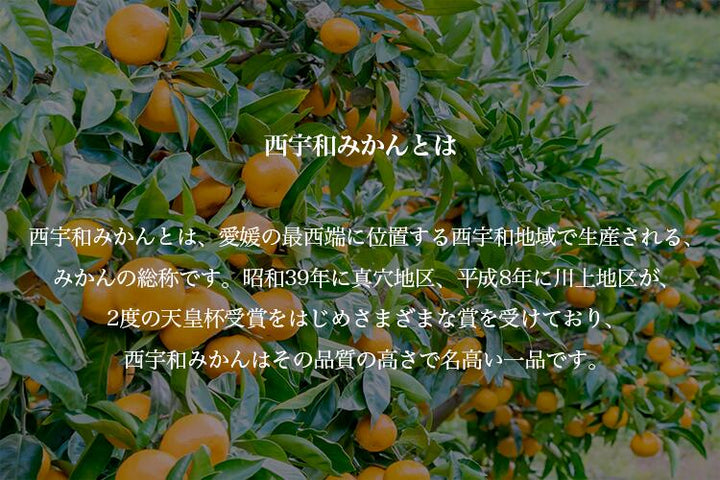 【お歳暮企画】愛媛県産 みなのみかん 約4.6kg