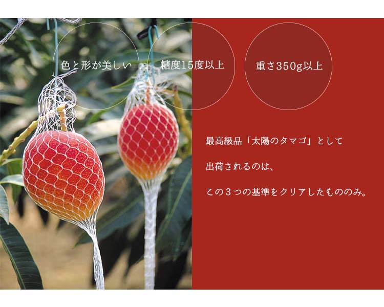 宮崎県産 完熟マンゴー 太陽のタマゴ 4Lサイズ 2玉