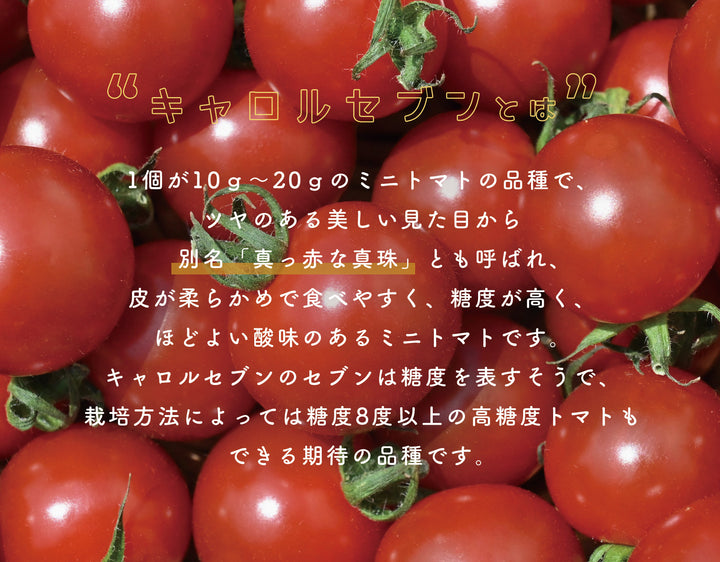 和歌山県産 優糖星 1パック