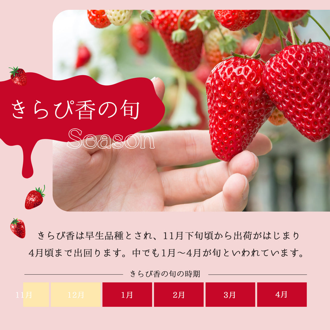 静岡県産 きらぴ香 12粒～15粒 化粧箱 約400g