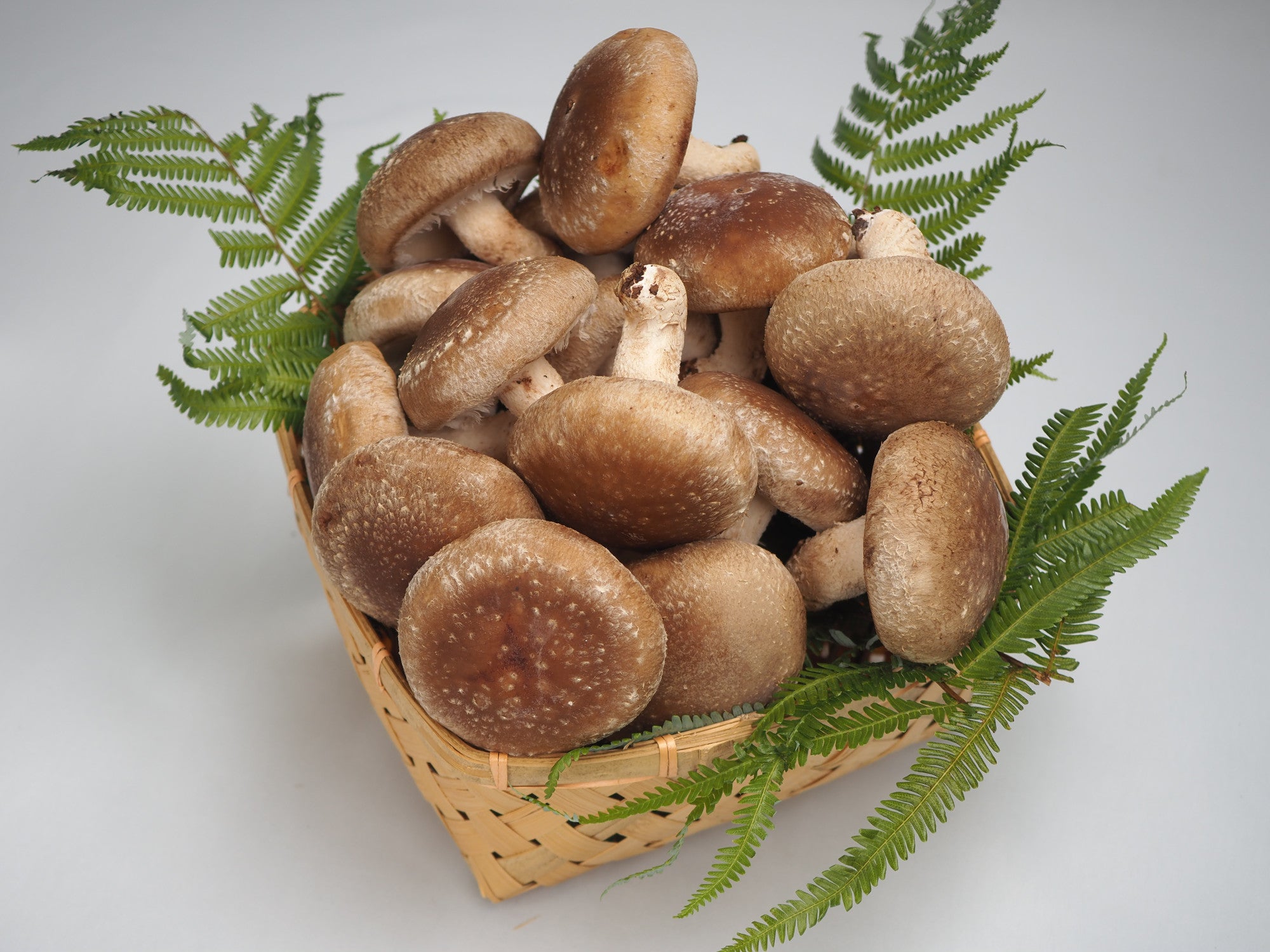 しいたけ 八色 生しいたけ 約1kg 林フルーツ – ハヤシフルーツ