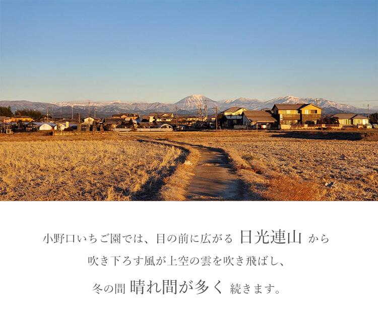 小野口農園 こだわり苺 （とちおとめ 又は とちあいか) 約315g×2 (9粒～14粒)