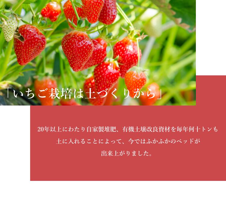 小野口農園 こだわり苺 （とちおとめ 又は とちあいか) 約315g×2 (9粒～14粒)