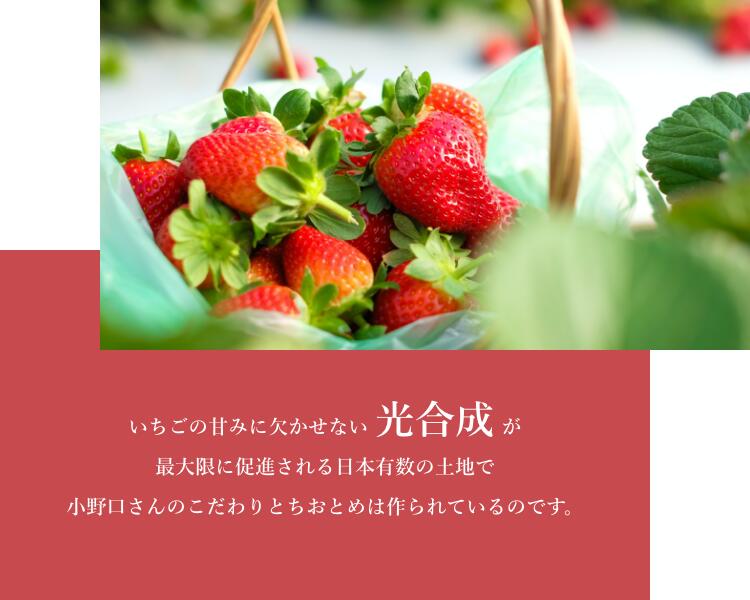 小野口農園 こだわり苺 （とちおとめ 又は とちあいか) 約315g×2 (9粒～14粒)