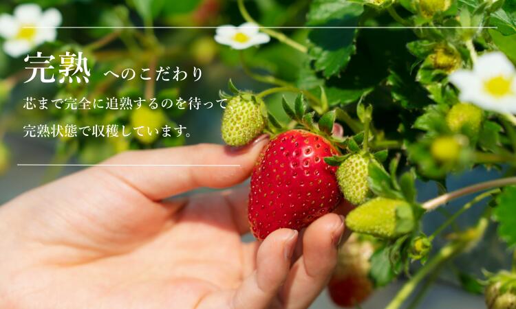 小野口農園 こだわり苺 （とちおとめ 又は とちあいか) 約315g×2 (9粒～14粒)