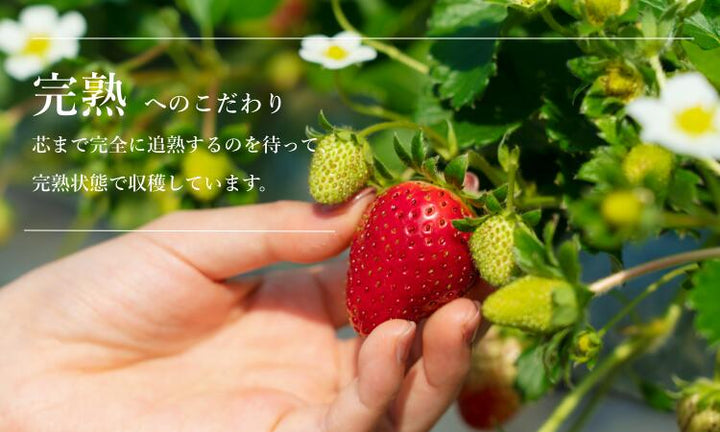 小野口農園 こだわり苺 （とちおとめ 又は とちあいか) 約315g×2 (9粒～14粒)