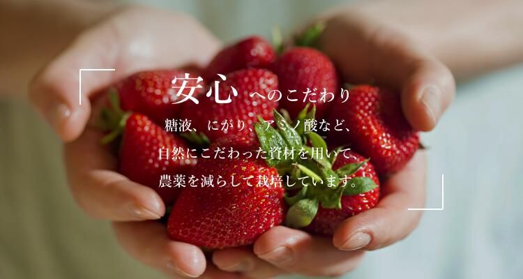 小野口農園 こだわり苺 （とちおとめ 又は とちあいか) 約315g×2 (9粒～14粒)