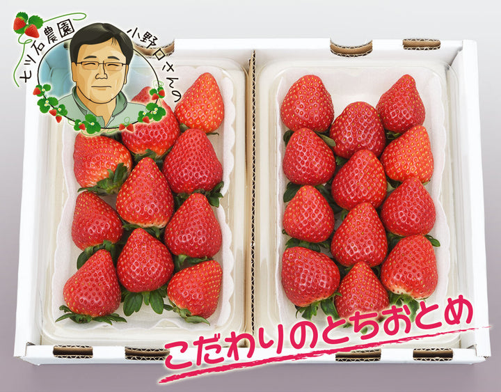 小野口農園 こだわり苺 （とちおとめ 又は とちあいか) 約315g×2 (9粒～14粒)