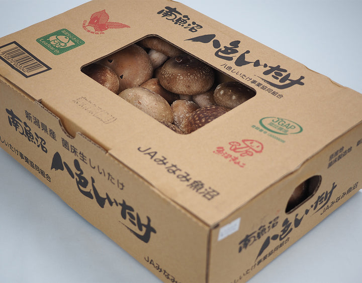 八色 生しいたけ 約1kg　　林フルーツ